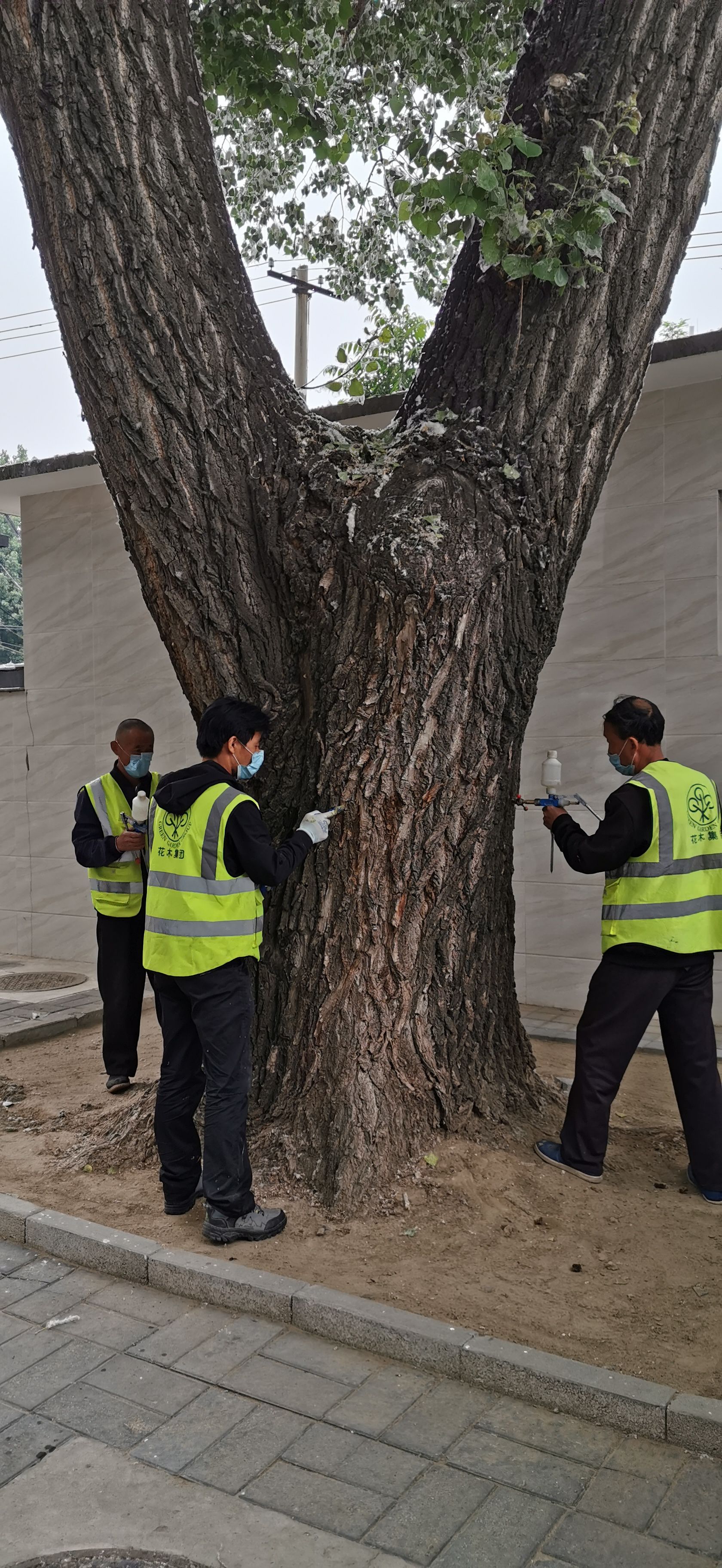 13-园林绿化局对校园内飞絮漫天的杨树进行了治理